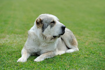 Dog in green grass