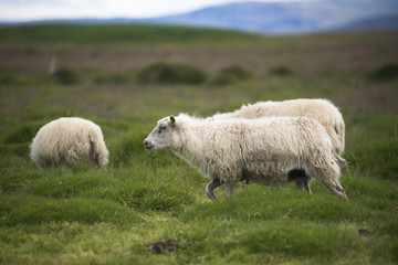 Sheep Running