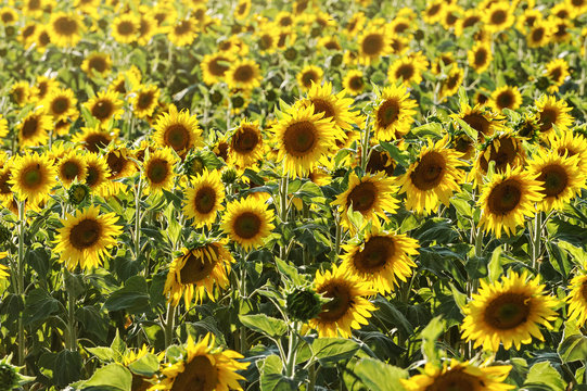 field of blooming sunflowers on a background sunset