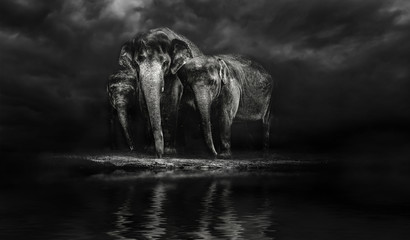Group of elephants at the watering. Elephant family. storm in th