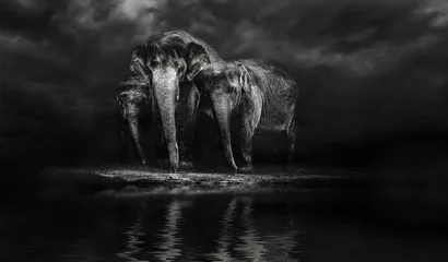 Foto op Aluminium Group of elephants at the watering. Elephant family. storm in th © Baranov