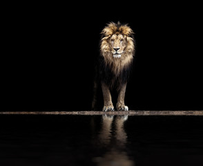 Portret van een mooie leeuw, leeuw bij de waterput