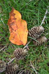 Herbstdekoration aus Baumzapfen und Herbstblatt