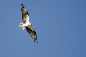 Lone Osprey Flying in a Blue Sky
