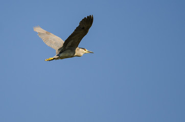 Lone Black-Crowned Night Heron Flying in a Blue Sky