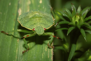 Shield Bug On A leaf