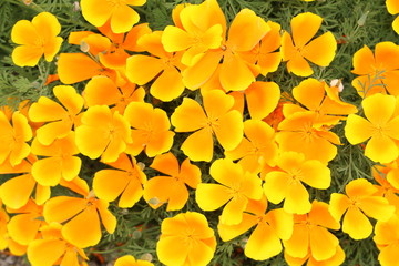 Naklejka premium Kwiat pomarańczy „California Poppy” (lub Golden Poppy, Cup of Gold) w Innsbrucku, Austria. Jego łacińska nazwa to Eschscholzia Californica, pochodzi z USA i Meksyku.