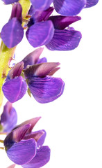 Violet flower of a lupine on a white background