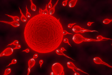 3d illustration fertilization. Insemination of human egg cell by sperm cell