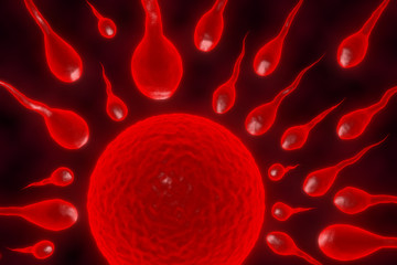 Fototapeta premium 3d illustration sperm and egg