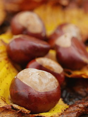 conkers outside leaf