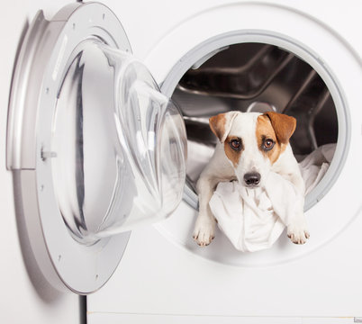 Dog In Washer