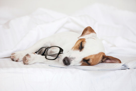 Sleeping dog with book