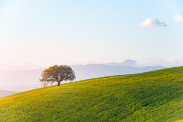 The green field Tuscany Italy