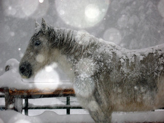 White horse in snow storm/Side view of White and gray horse standing in a snow storm