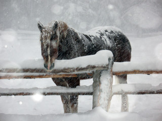 Brown horse in snow storm/Dark brown horse standing in snow storm leaning on a fence. - Powered by Adobe