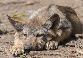 Fototapeta premium wolf puppy 4