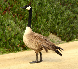 Canada goose