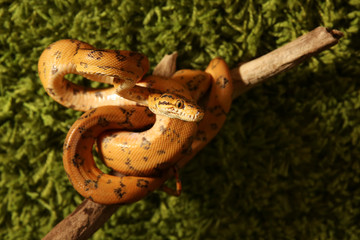 Amazon tree boa (Corallus hortulanus)