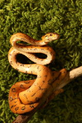 Fototapeta premium Amazon tree boa (Corallus hortulanus)