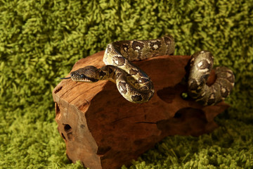 Madagascar tree boa snake (Sanzinia madagascariensis)