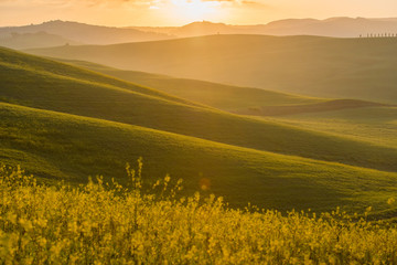 The green field Tuscany Italy