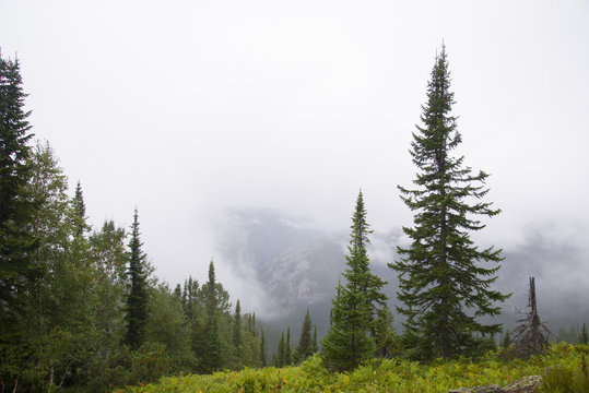Fototapeta Morning mist in the mountains of North America
