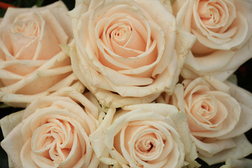Pale pink roses