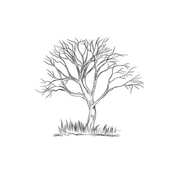 tree in sketch style, vector illustration