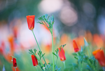 Blurred nature background meadow of blooming California poppies