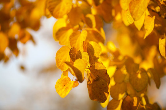 Autumn yellow leaves of poplar - Powered by Adobe