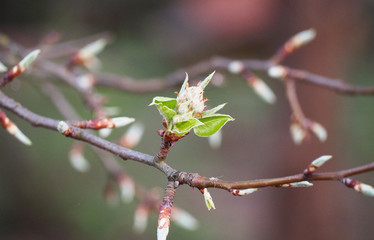 Blooming flower buds of apple
