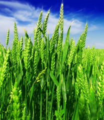 green wheat field - 118205728