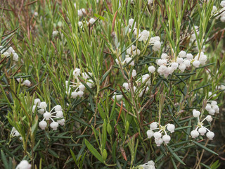 Fototapeta premium Plant flowering in the spring
