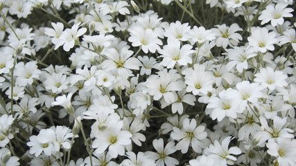flowering looks like snow flowers.