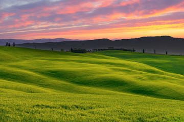 Fototapeta premium The green field Tuscany Italy