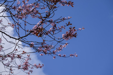 Cherry blossom against blue sky