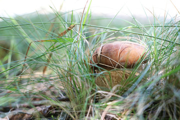 big white mushroom in the grass