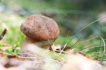 growing cep close-up