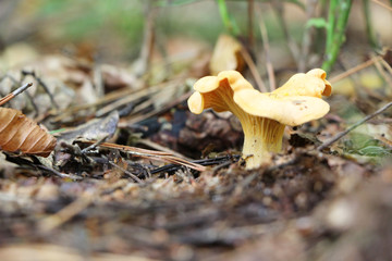growing chanterelle macro
