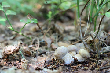 growing group of three little ceps