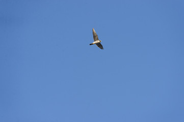 Peregrine Falcon wings spread