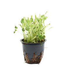 Basil plant in a pot isolated