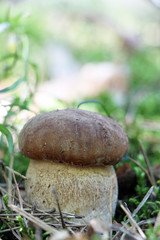 growing white cep vertical