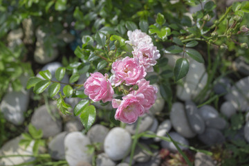 Delightful pink floribunda rose bush The Fairy