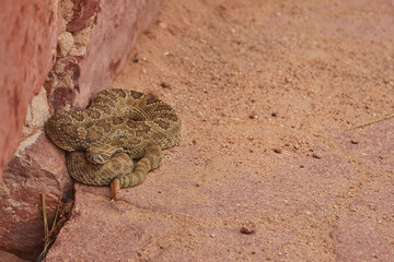 Naklejka premium A deadly Western Diamondback Rattlesnake in Colorado Springs