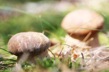 pair of white mushrooms