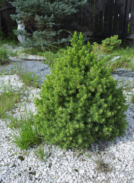 Small pine tree in the garden