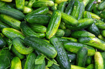Green pickling cucumbers piled for farmers market display