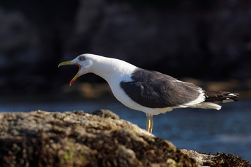 Herring Gull, Sea  Gull